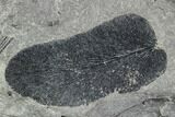 Pennsylvanian Fossil Plant Plate - Kentucky #112650-1